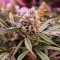 Sementes Feminizadas de Tropicanna Poison XL Auto (Sweet Seeds)