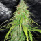 Cheese Autoflower (Herbies Seeds)