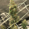Zombie Death Fuck (BlimBurn Seeds)
