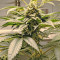24K Gold (AKA Kosher Tangie) (DNA Genetics)