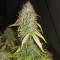 Original Auto Critical Seeds