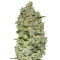 Auto Bio Diesel Mass strain