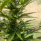 Auto Critical Soma Seeds