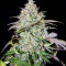 Auto Do-Si-Dos Cookies (00 Seeds)