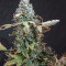 Auto Duck strain