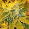 Auto Gorilla OG Seeds