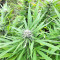 BCN Critical XXL