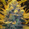 Blue Cheese Seeds (Big Buddha Seeds)