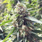 Blueberry Gum cannabis strain