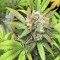 Graines de cannabis Buzz Light Gear (Dr. Krippling Seeds)