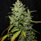 Diesel Auto Seeds