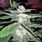 Semi femminizzati di Gorilla × White Widow