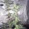 Graines de cannabis King Kong (Big Buddha Seeds)
