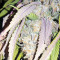 Kripple Roulette (Dr. Krippling Seeds)
