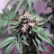 Graines de cannabis LA Confidential (DNA Genetics)