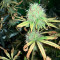 Mix Pack Seeds