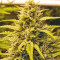 Sour Hound F2 Auto Seeds