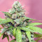Supercheese (Positronics Seeds)