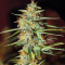 Acid Rain Autoflower Feminized Seeds (Easy Grow Seeds)