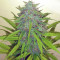 Candy Kush Auto (Auto Seeds)