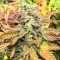 Chem Cookies Feminized Seeds (AlphaFem Seeds)