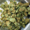 Glue Sherbert Seeds (AlphaFem Seeds)