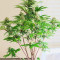 Graines féminisées de Godzilla Original Glue GG#4 (Herbies Seeds)