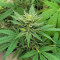 Gorilla Cookies Fast Flowering (Fast Buds)