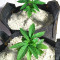 Graines de cannabis Ice Bomb (Bomb Seeds)