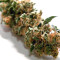 Semillas Feminizadas Jack Herer (Seedkeepers)