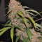 Original Auto Northern Lights (Fast Buds)