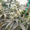 Sementes Feminizadas de Purple Punch F1 (Seedkeepers)
