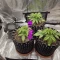 Venta online de Runtz Autoflower de EGS
