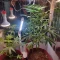 Compre sementes feminizadas Bruce Banner #3 Auto da Herbies Seeds