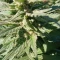 Eleven Roses Seeds (Delicious Seeds) - Cannabis Strain Seeds for Sale