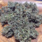 Solomatic Auto CBD Seeds - Cannabis Strain Seeds for Sale