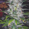 Jack Diesel Seeds - Cannabis Strain Seeds for Sale