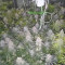 Purple Punch Seeds (Barney's Farm) - Cannabis Strain Seeds for Sale