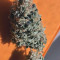Critical Kush Seeds (Barney's Farm)