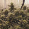 Compre sementes feminizadas Runtz da Seedstockers