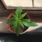 Achetez des graines féminisées Purple Juice Auto par Herbies Seeds