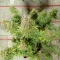 Semi femminizzati di Quarter Pounder Autoflower in vendita
