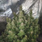 Sementes feminizadas Auto Cinderella Jack