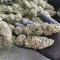 Malawi Seeds - Cannabis Strain Seeds for Sale