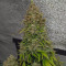 Original Afghan Kush Seeds