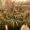 Achetez des graines féminisées Grandmommy Purple par Herbies Seeds