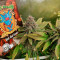 Red Hot Cookies Seeds (Sweet Seeds) - Cannabis Strain Seeds for Sale