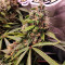Moby Dick Seeds - Cannabis Strain Seeds for Sale