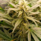 Sour Diesel (RQS) Cannabis-Samen zu verkaufen