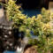 Gorilla Cookies fem: seeds for sale, strain information and customer reviews